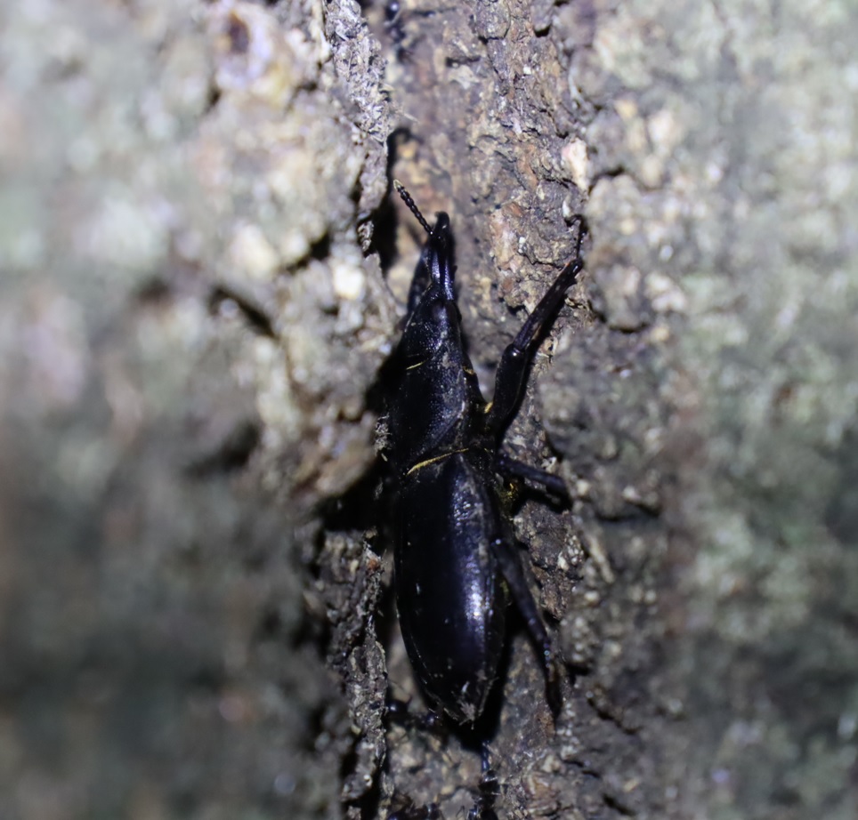 ヒラタクワガタ♂（時系列2'）_シラカシ_2023年8月16日20時30分 気温26.8度